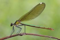 Gebaenderte Prachtlibelle